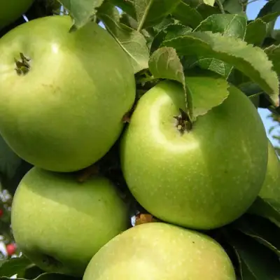 Яблоня КАЛУЖАНКА в Молодечно