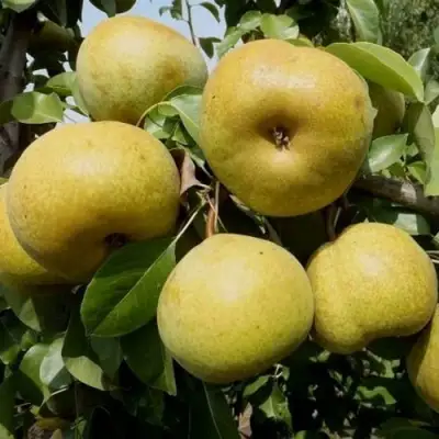Груша ПЛАТОНОВСКАЯ в Молодечно