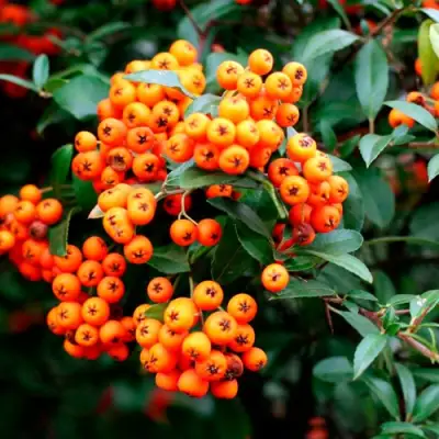 Пираканта ОРАНЖ ГЛОУ в Молодечно