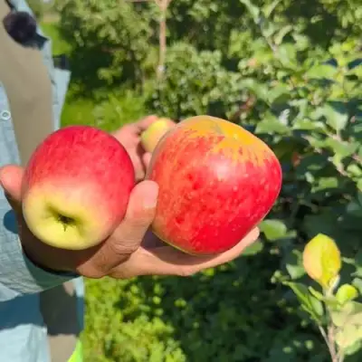 Яблоня БЛАГАЯ ВЕСТЬ в Молодечно