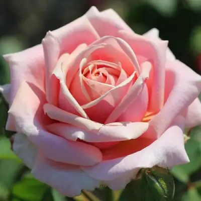 Роза ФРЕДЕРИК МИСТРАЛЬ чайно-гибридная в Молодечно