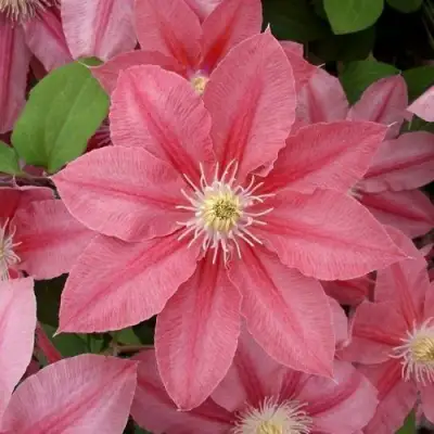 Клематис ЛИТЛ МЕРМЕЙД в Молодечно