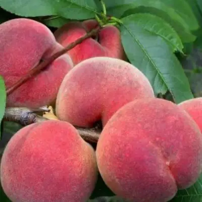 Персик ЮБИЛЕЙ СТОЛИЦЫ колонновидный в Молодечно