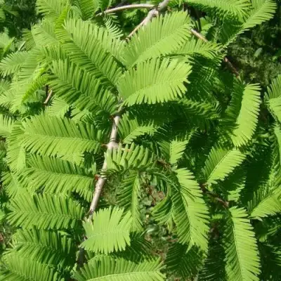 Метасеквойя  ГЛИПТОСТРОБОИДНАЯ  в Молодечно