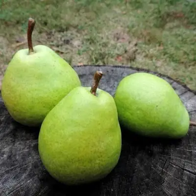 Груша БЕРЕ ЛЮКА в Молодечно