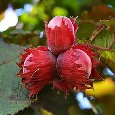 Фундук КРАСНЫЙ ЯНТАРЬ в Молодечно