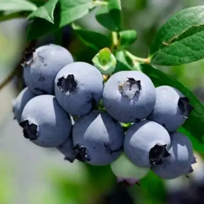 Голубика СИЕРРА в Молодечно