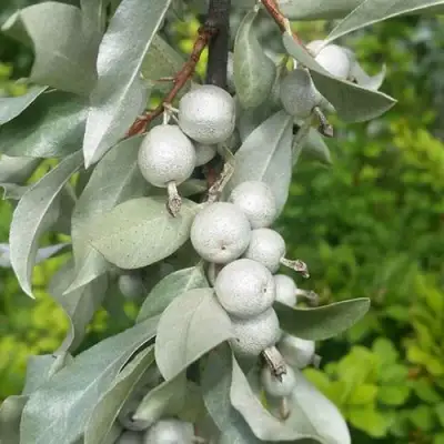 ЛОХ СЕРЕБРИСТЫЙ в Молодечно