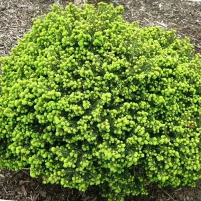 Ель ЛИТЛ ДЖЕМ обыкновенная в Молодечно