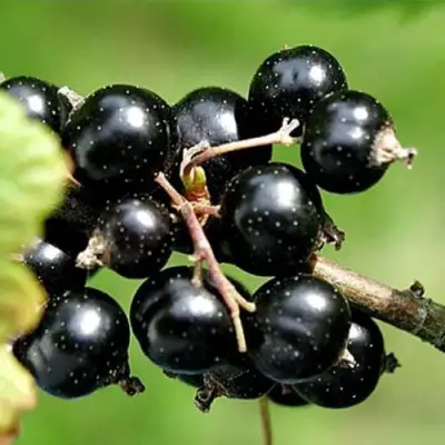 Смородина чёрная ЦЕРЕРА в Молодечно