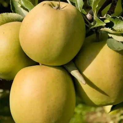 Яблоня МУТСУ в Молодечно