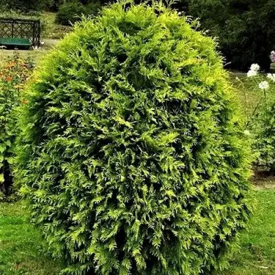 Туя ТИП ТОП западная в Молодечно