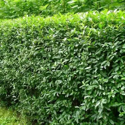 Бирючина обыкновенная в Молодечно