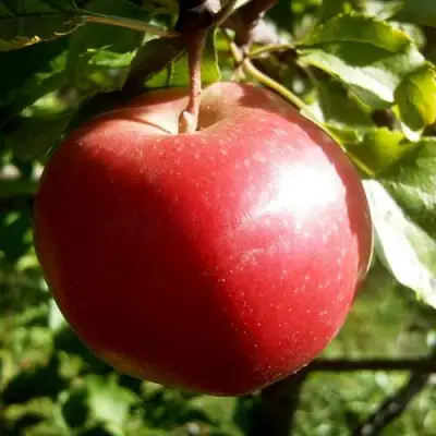 Яблоня НАСТЕНЬКА в Молодечно