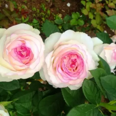 Роза ДОЛЬЧЕ ВИТА чайно-гибридная в Молодечно