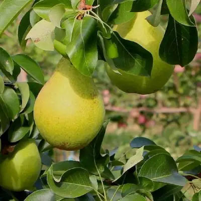 Груша ДОБРЯНКА в Молодечно