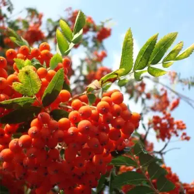 Рябина ВЕФЕД сладкоплодная в Молодечно