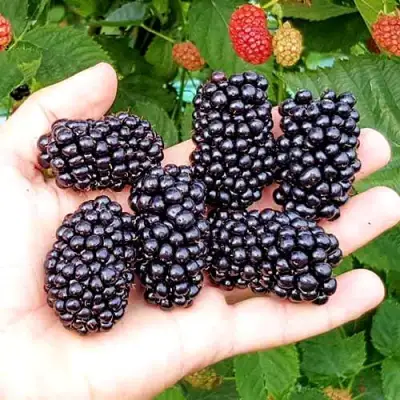 Ежевика ОУАЧИТА бесшипная  в Молодечно