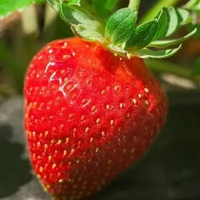 Клубника АЛЬБА в Молодечно