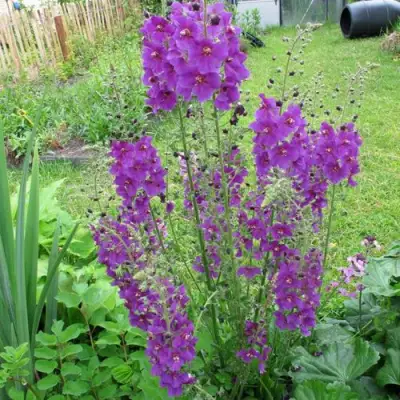 Коровяк ВИОЛЕТТА (вербаскум) в Молодечно