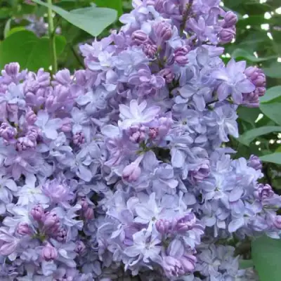 Сирень НЕБО МОСКВЫ в Молодечно