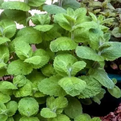 Мята яблочная в Молодечно