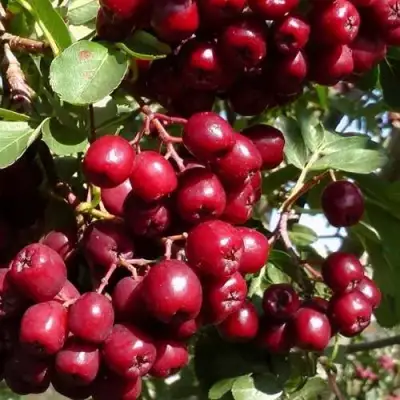 Рябина ГРАНАТНАЯ сладкоплодная в Молодечно