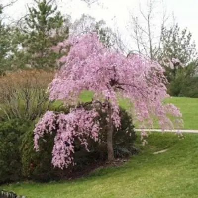 Сакура КИКУ ШИДАРЕ в Молодечно