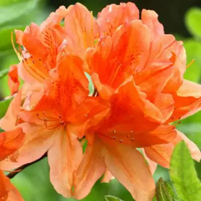 Азалия ГЕЙША ОРАНЖ японская в Молодечно