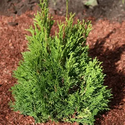 Туя МИКИ западная в Молодечно