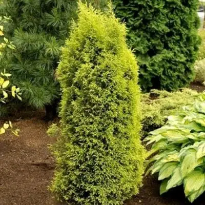 Можжевельник ГОЛД КОН обыкновенный в Молодечно