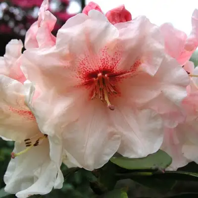 Рододендрон ХАНЯ	 в Молодечно