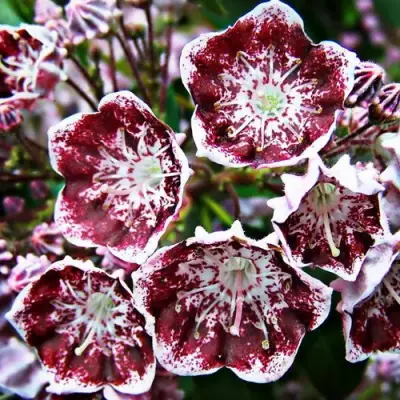 Кальмия БЛЕК ЛЕЙБЛ  в Молодечно