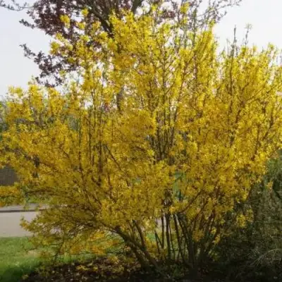 Форзиция КАМСОН промежуточная в Молодечно