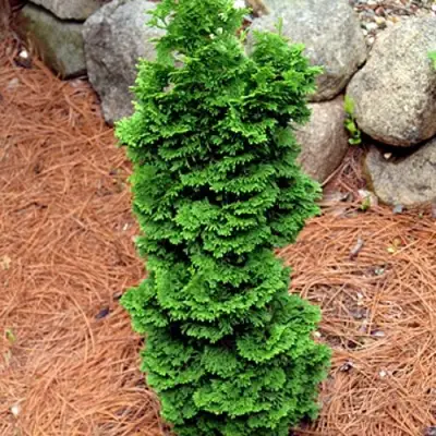 Туя СПИРАЛИС МИНИ западная в Молодечно