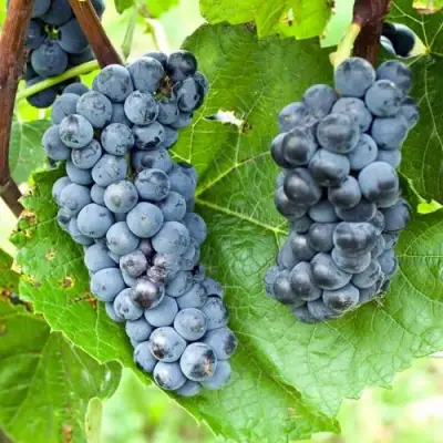 Виноград ВЭЛИАНТ в Молодечно