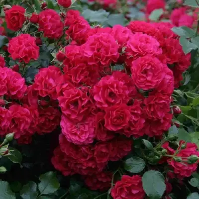 Роза РАДОСТЬ САДОВНИКА (ГАРТЕН ФРОЙДЕ) почвопокровная в Молодечно