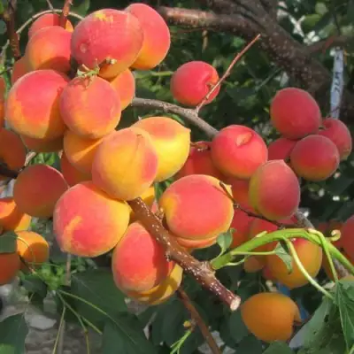 Абрикос РУБИН в Молодечно