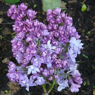 Сирень НАДЕЖДА в Молодечно