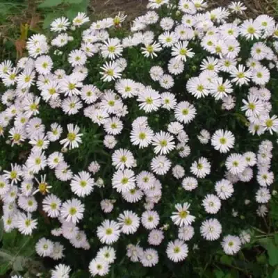 Астра ВАЙС многолетняя в Молодечно