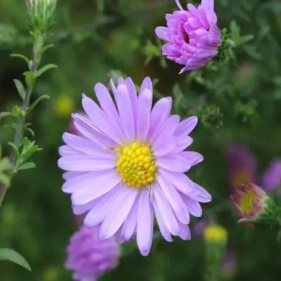 Астра СТРОУБЕРРИ ЭНД КРИМ новобельгийская в Молодечно