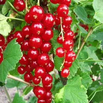 Смородина красная ФЕРТОДИ в Молодечно