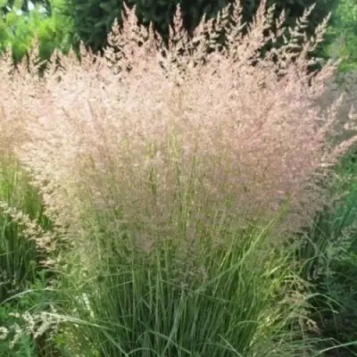 Вейник ОВЕРДАМ остроцветковый в Молодечно