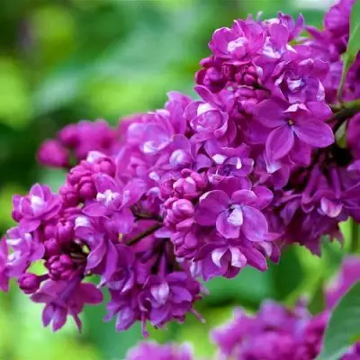 Сирень ОГНИ ДОНБАССА в Молодечно