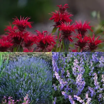 Комплект АРОМАТНЫЙ ЧАЙ в Молодечно