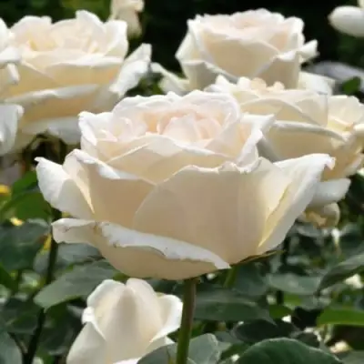 Роза БОИНГ чайно-гибридная в Молодечно