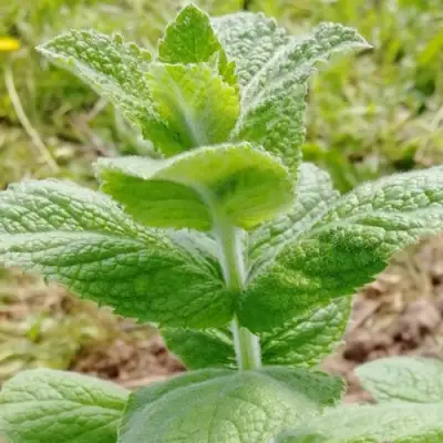 Мята яблочная в Молодечно