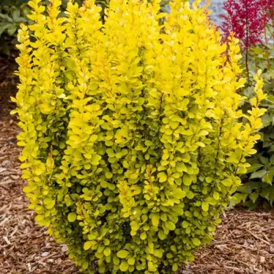 Барбарис ГОЛДЕН ТОРЧ тунберга в Молодечно