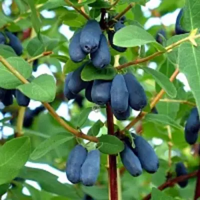 Жимолость съедобная АМФОРА в Молодечно