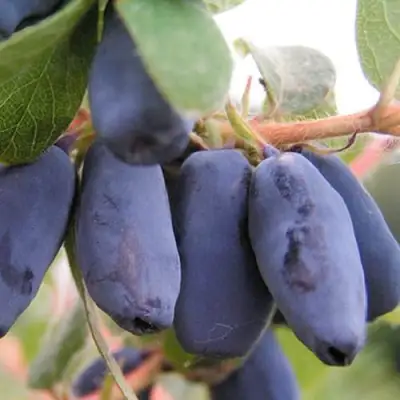 саженцы жимолости лакомка